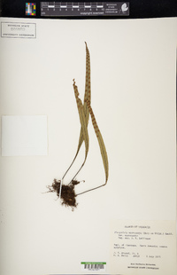 Pleopeltis macrocarpa var. macrocarpa image