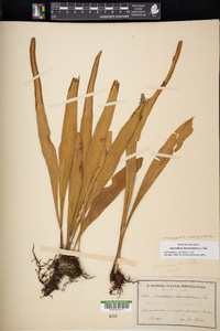 Pleopeltis marginata image