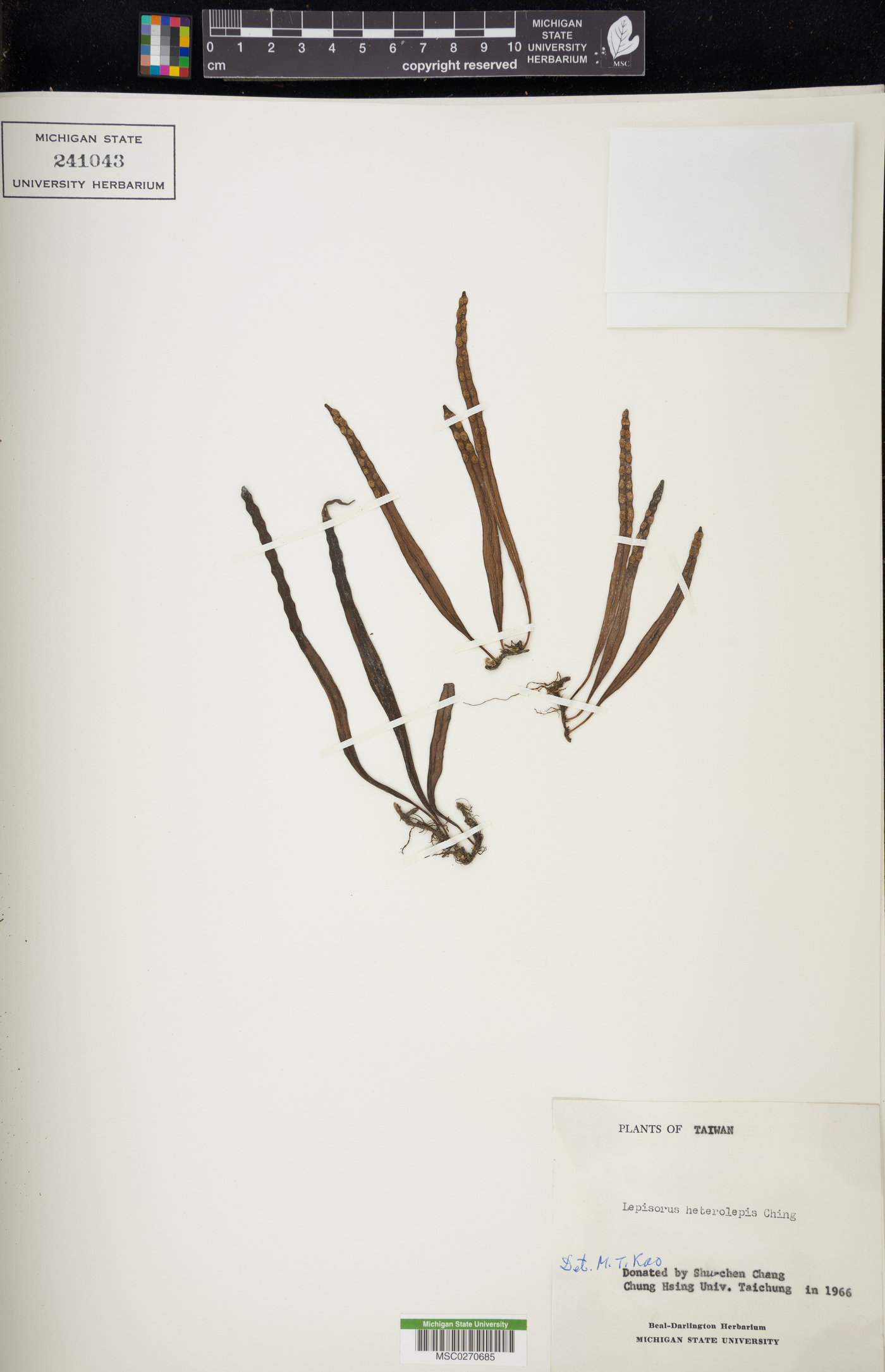 Lepisorus heterolepis image