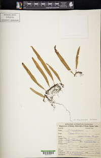 Pleopeltis macrocarpa image