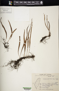 Media resource of Lepisorus monilisorus