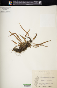 Lepisorus monilisorus image