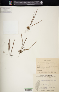 Lepisorus monilisorus image