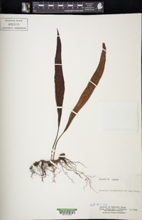 Lepisorus obscurevenulosus image