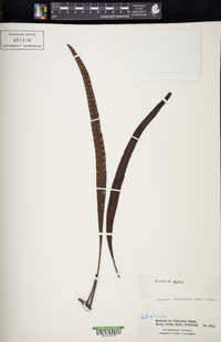Media resource of Lepisorus oligolepidus