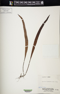 Lepisorus oligolepidus image