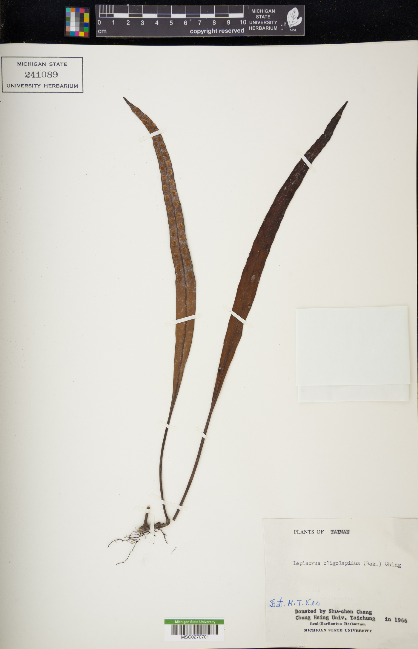 Lepisorus oligolepidus image