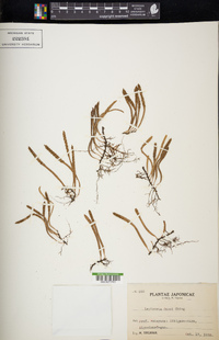 Lepisorus onoei image