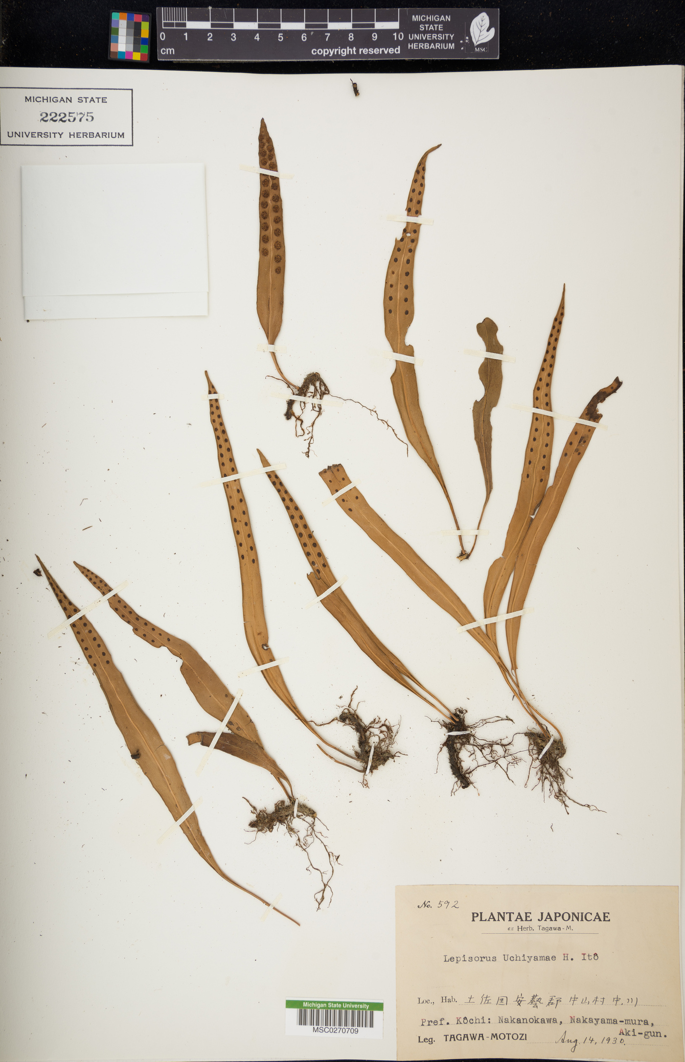 Lepisorus uchiyamae image