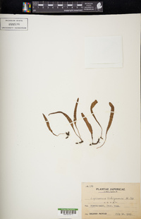 Lepisorus uchiyamae image