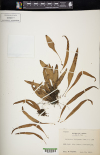 Lepisorus uchiyamae image