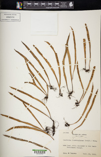 Lepisorus thunbergianus image