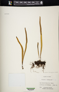 Lepisorus thunbergianus image