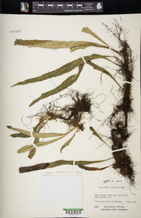 Lepisorus thunbergianus image