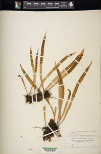 Lepisorus thunbergianus image