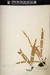 Lepisorus thunbergianus image