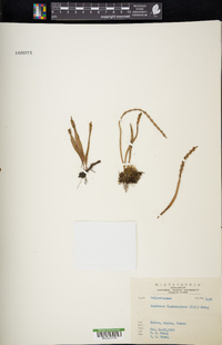 Lepisorus thunbergianus image