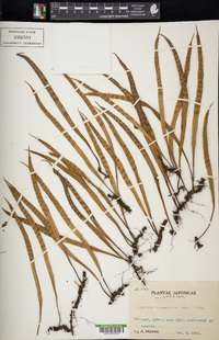 Lepisorus thunbergianus image
