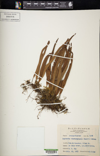 Lepisorus thunbergianus image