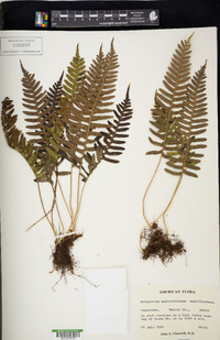 Polypodium appalachianum image