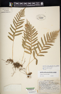 Polypodium californicum image