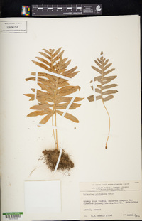 Polypodium californicum image