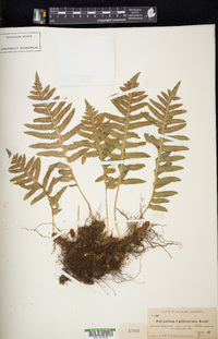 Polypodium californicum image