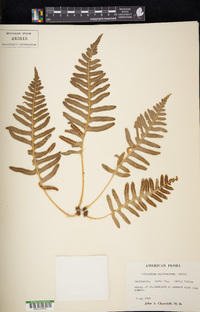 Phlebodium aureum image