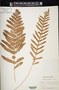 Polypodium glycyrrhiza image