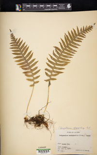 Polypodium glycyrrhiza image