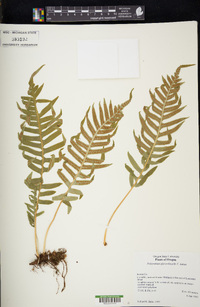 Polypodium glycyrrhiza image