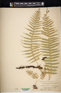 Polypodium glycyrrhiza image