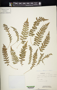 Polypodium hesperium image