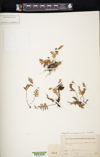 Pleopeltis polypodioides image