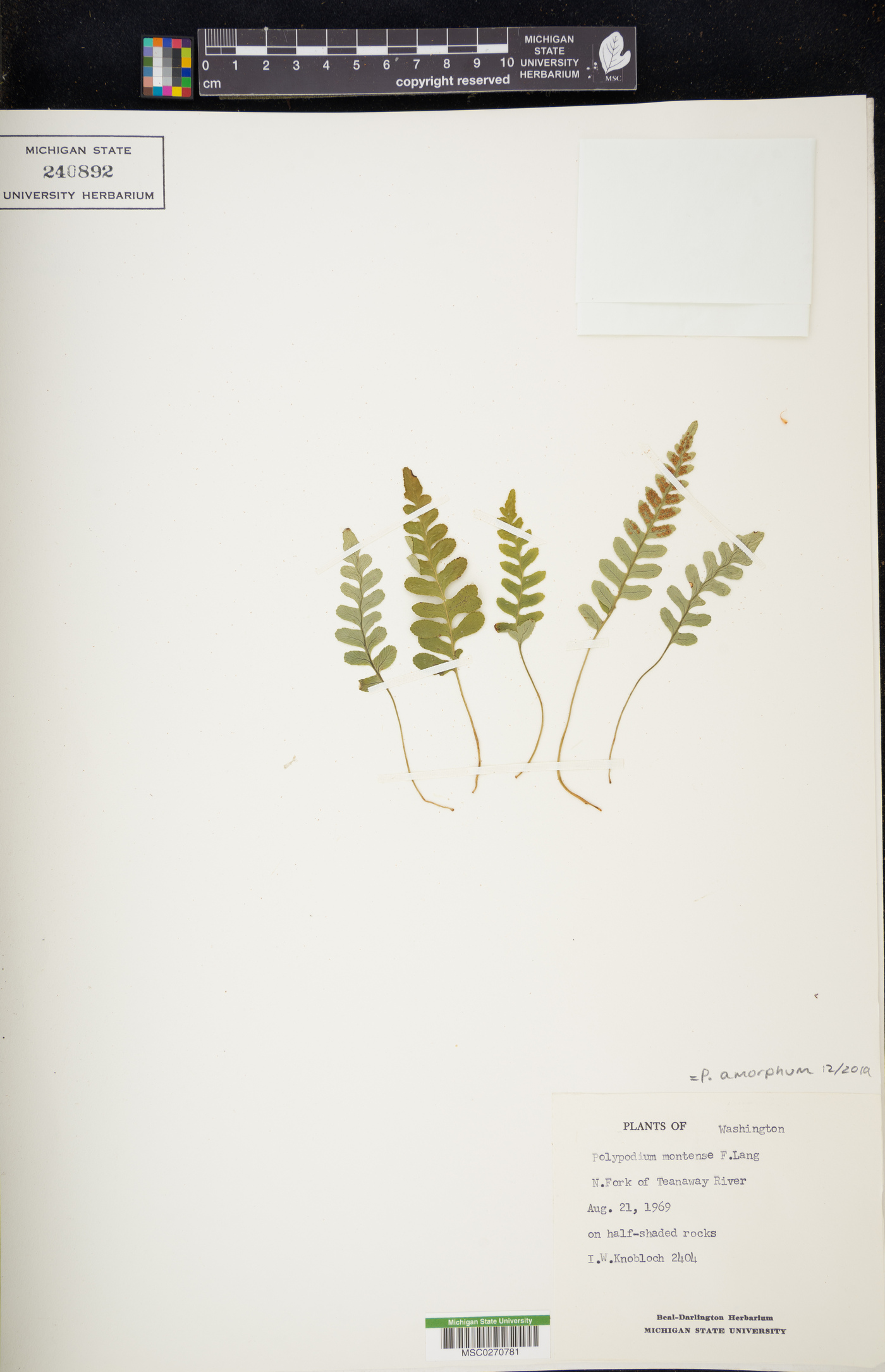 Polypodium amorphum image