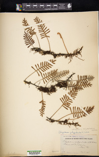 Pleopeltis polypodioides image