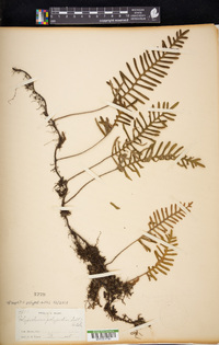 Pleopeltis polypodioides image