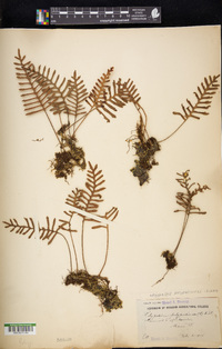 Pleopeltis polypodioides image