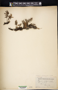 Pleopeltis polypodioides image