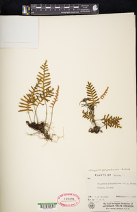 Pleopeltis polypodioides image