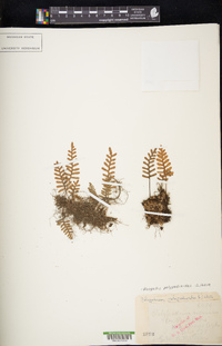 Pleopeltis polypodioides image