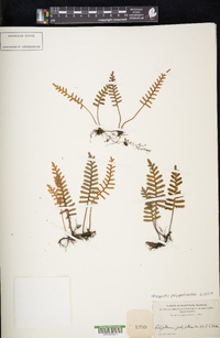 Pleopeltis polypodioides image