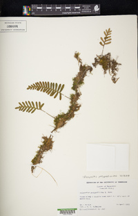 Pleopeltis polypodioides image