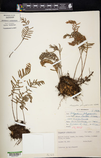 Pleopeltis polypodioides image