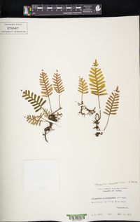 Pleopeltis polypodioides image