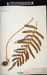 Polypodium scouleri image