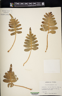 Polypodium scouleri image