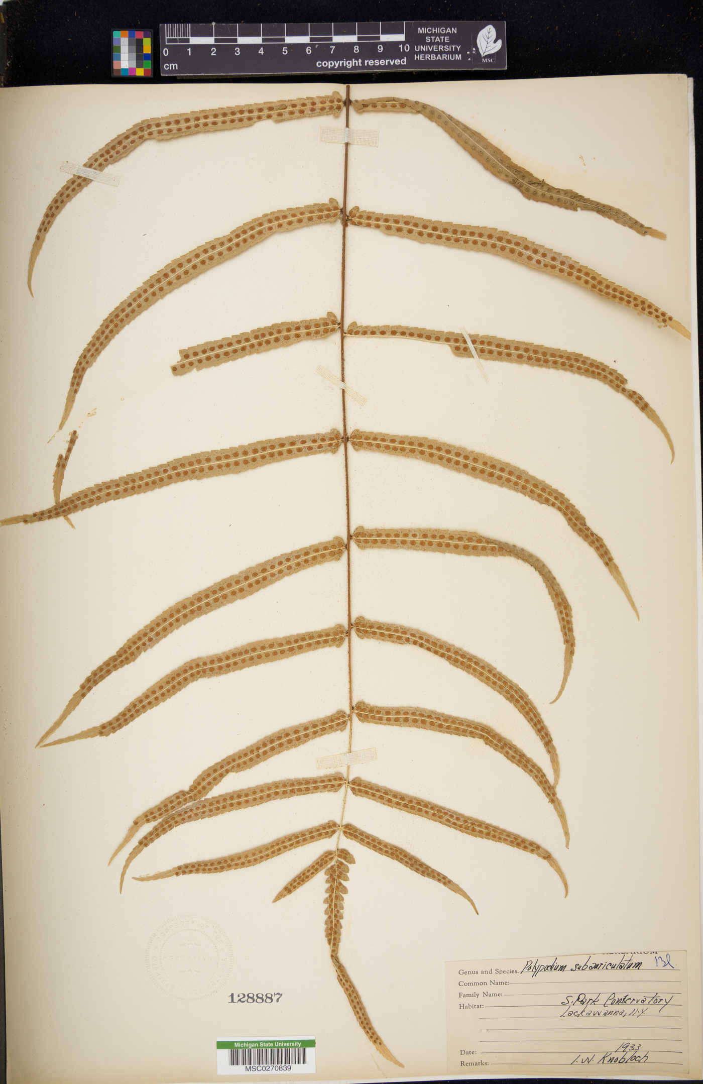 Polypodium subauriculatum image