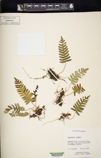 Polypodium vulgare image