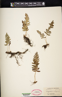 Polypodium vulgare image